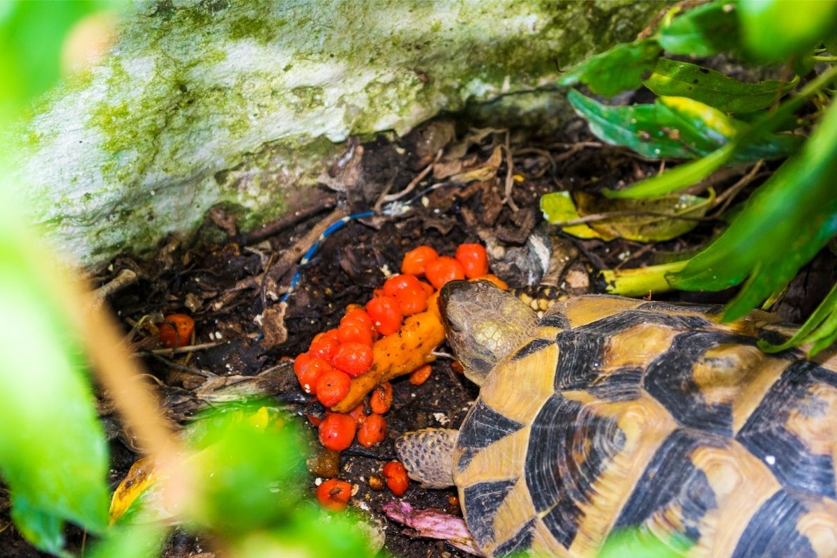 Turtle eating tomatoes