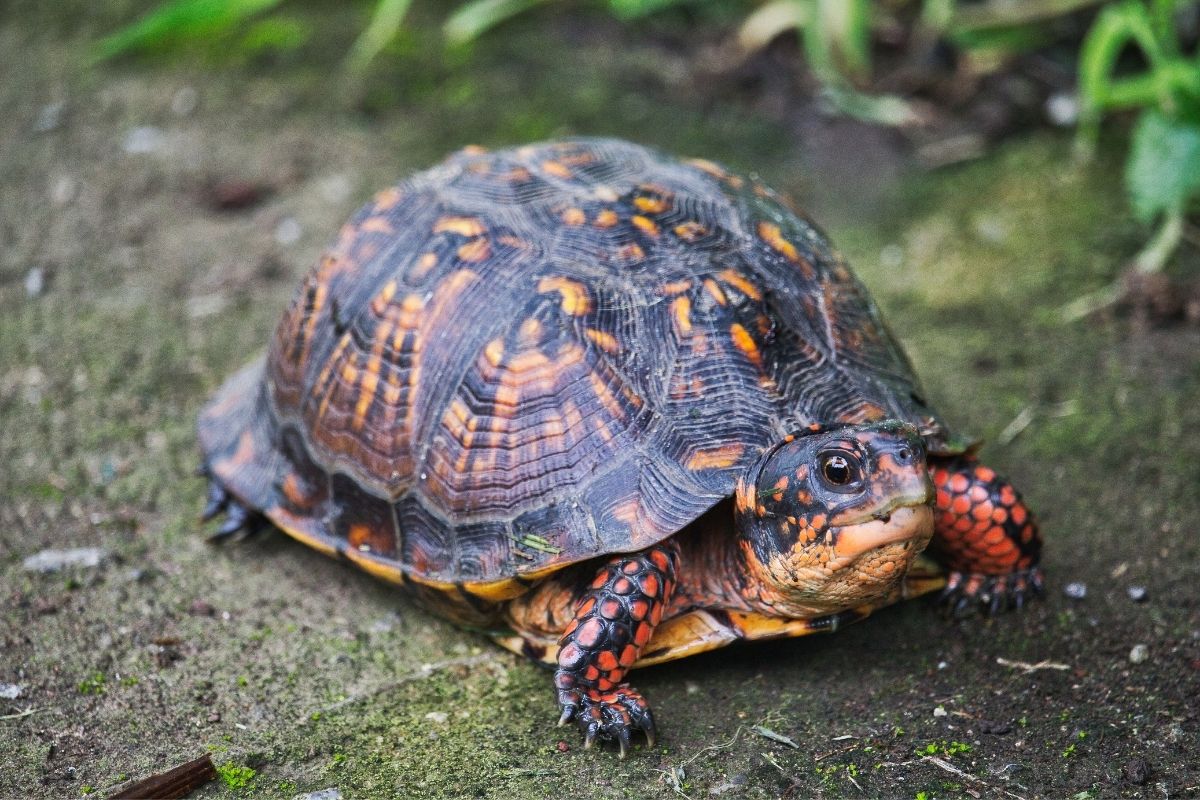 box turtle walking