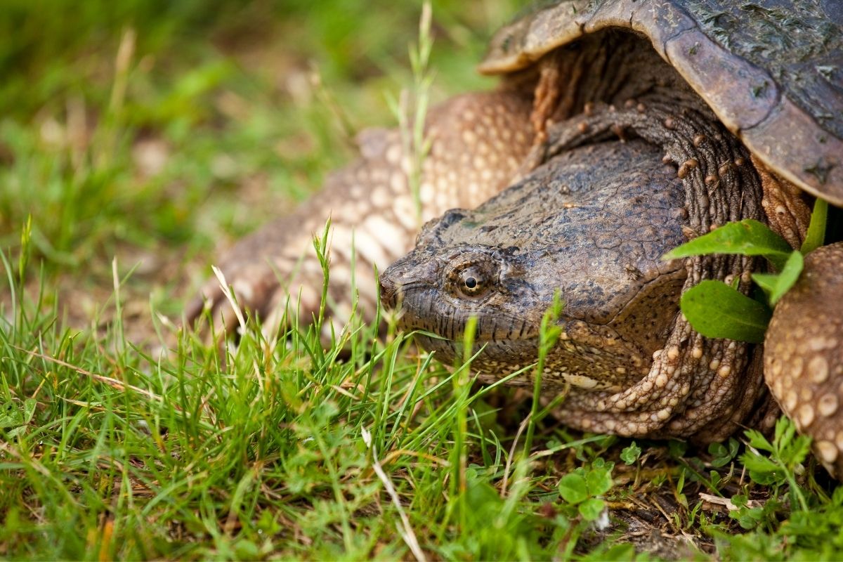 close-up shot of a snapping turtles head