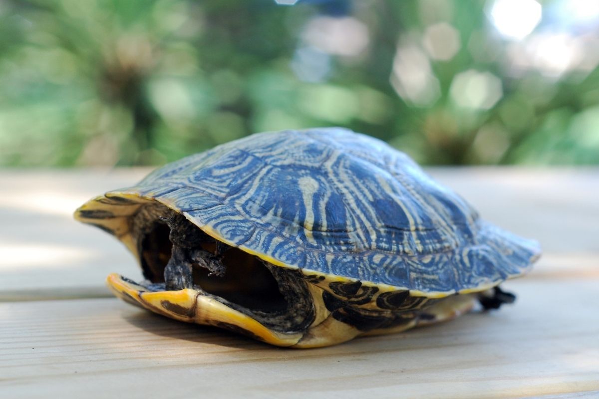 turtle shell on the wood