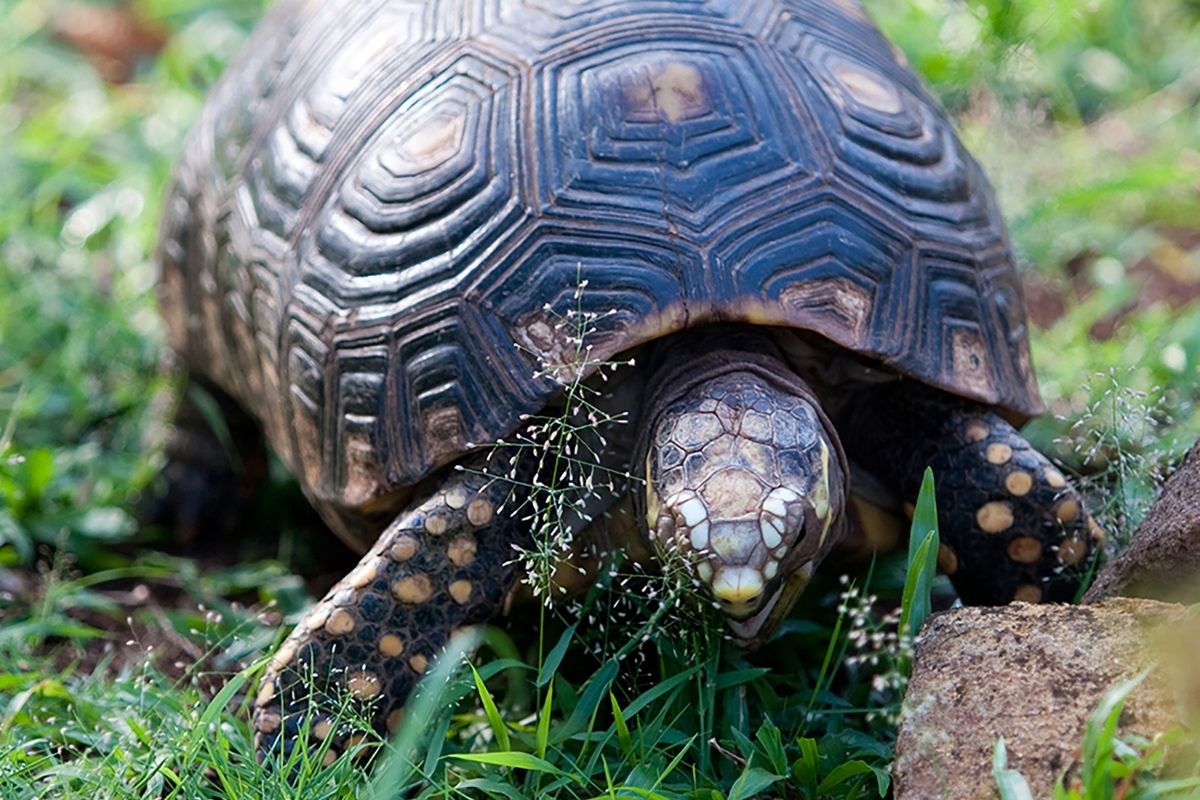 Turtle eating grass