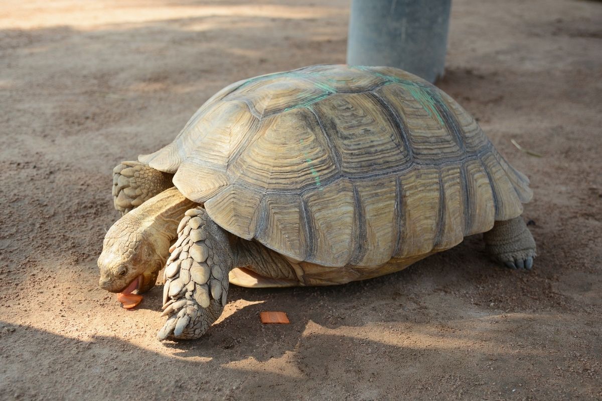 tortoise eating