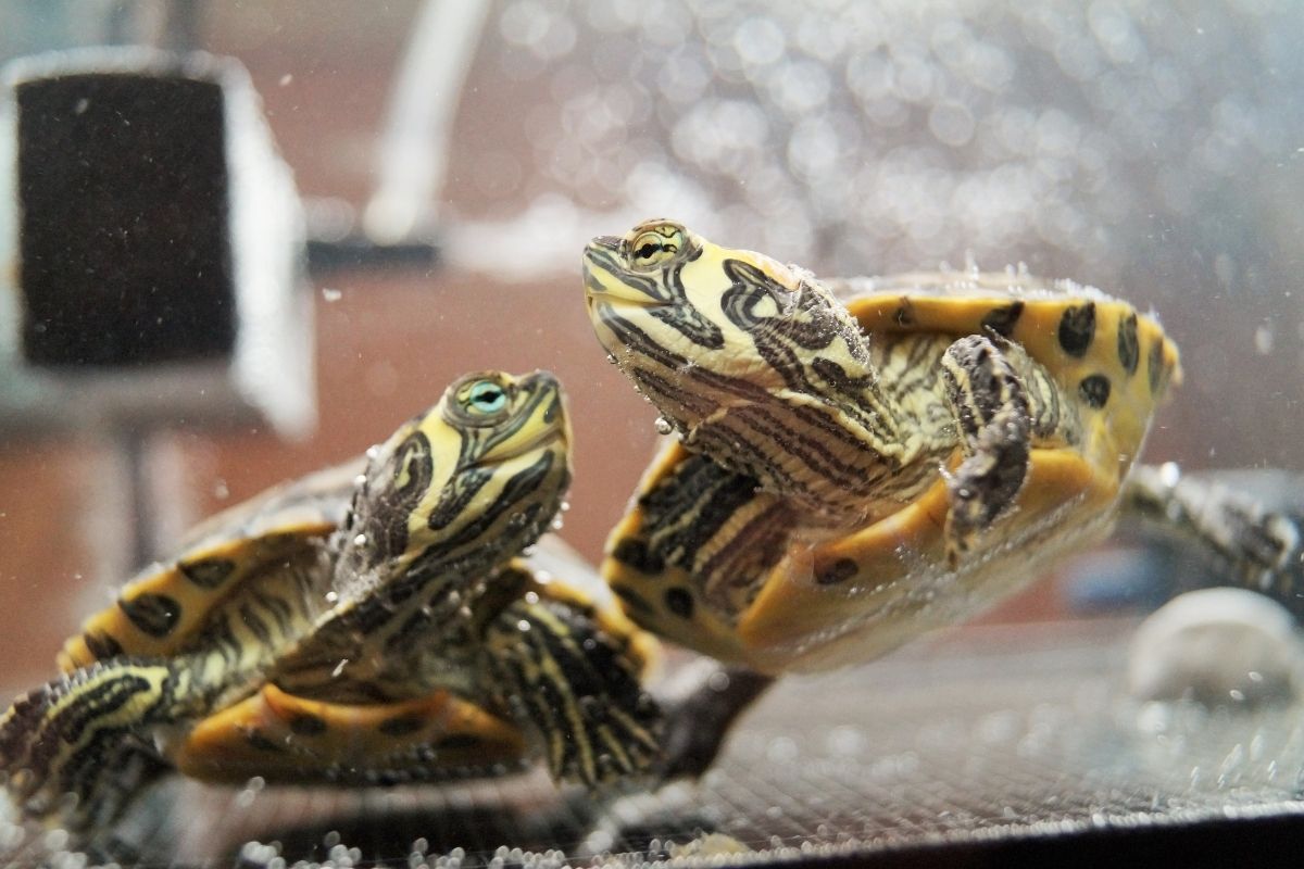 Two turtle in the tank