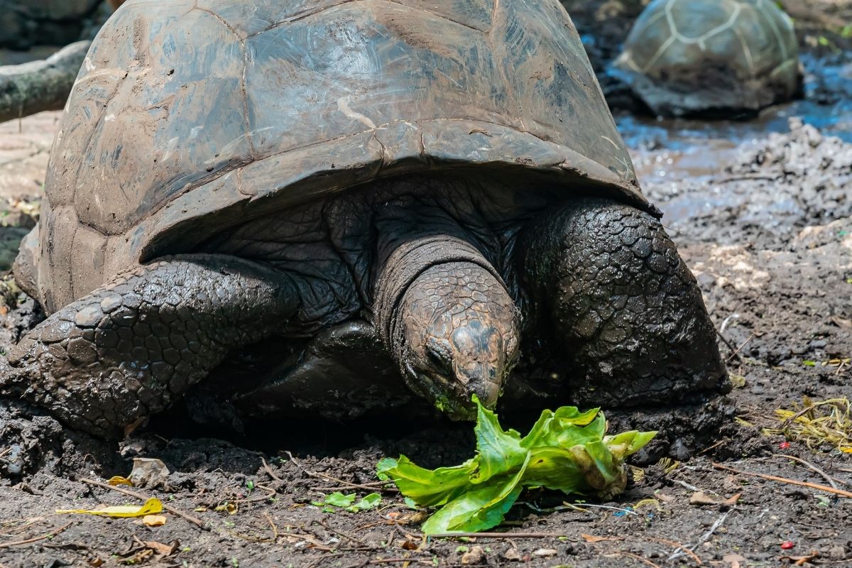 Giant Tortoises eating cabbage