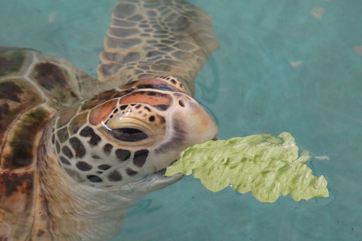 Can Turtles, Tortoises And Terrapins Eat Cabbage