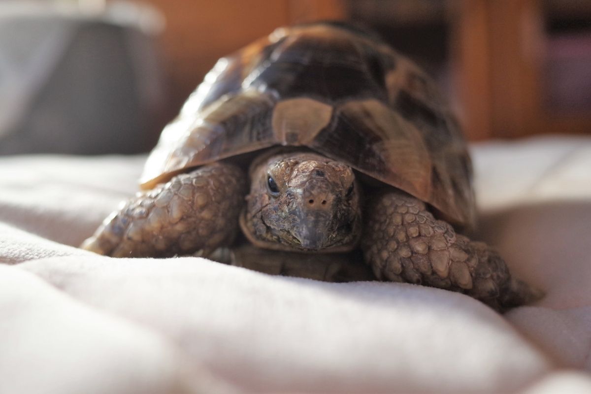 tortoise on the bed