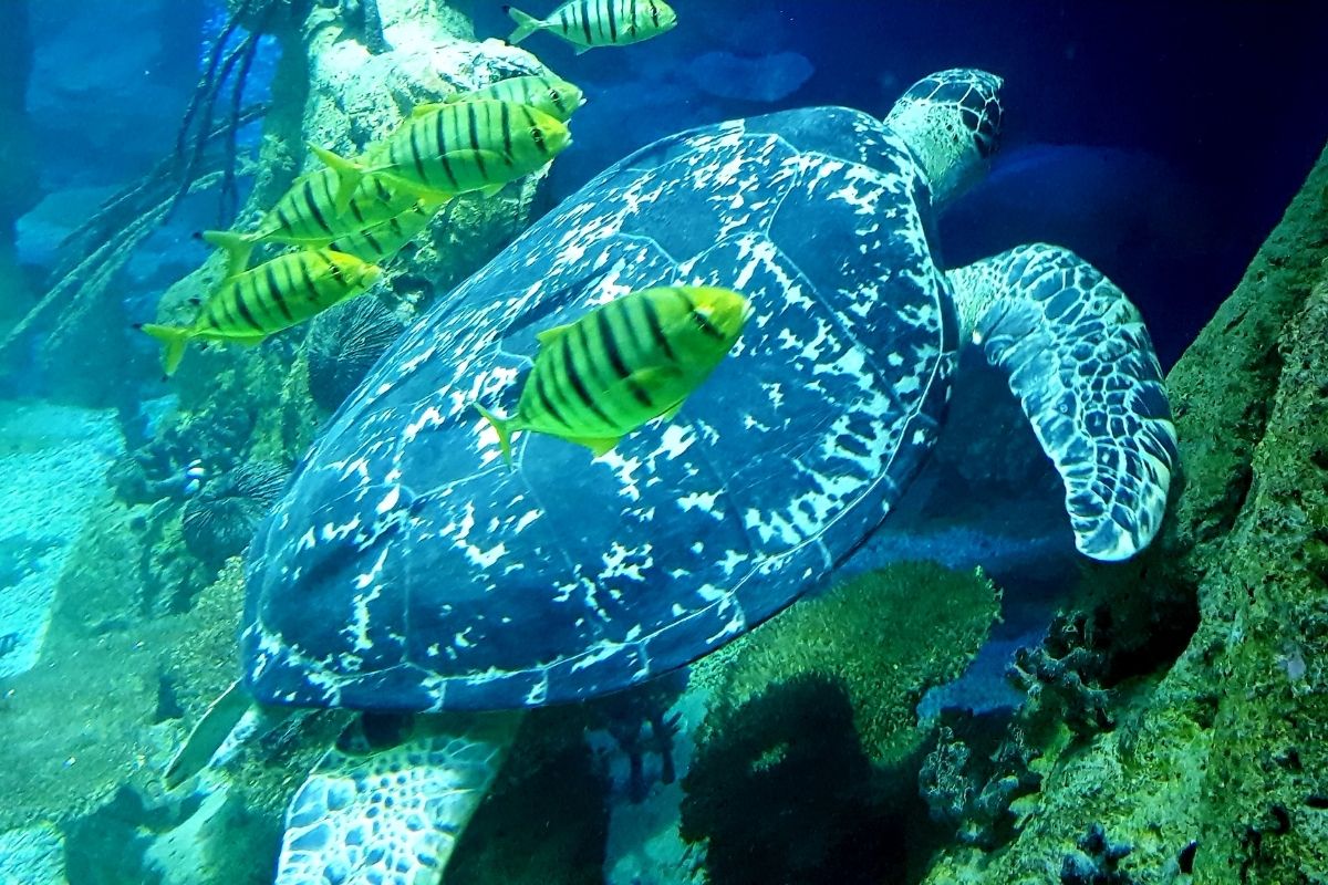Turtle and fish swimming together