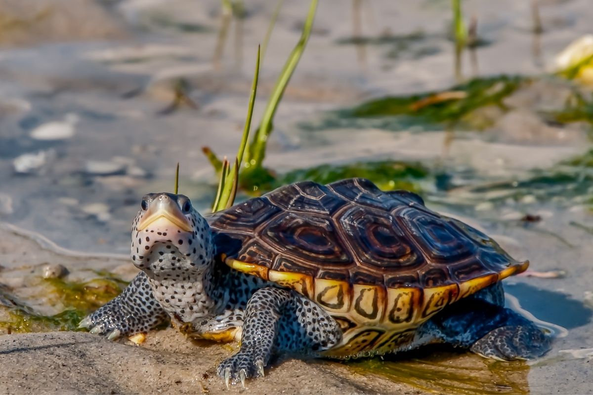 Carolina Diamondback Terrapin on the river