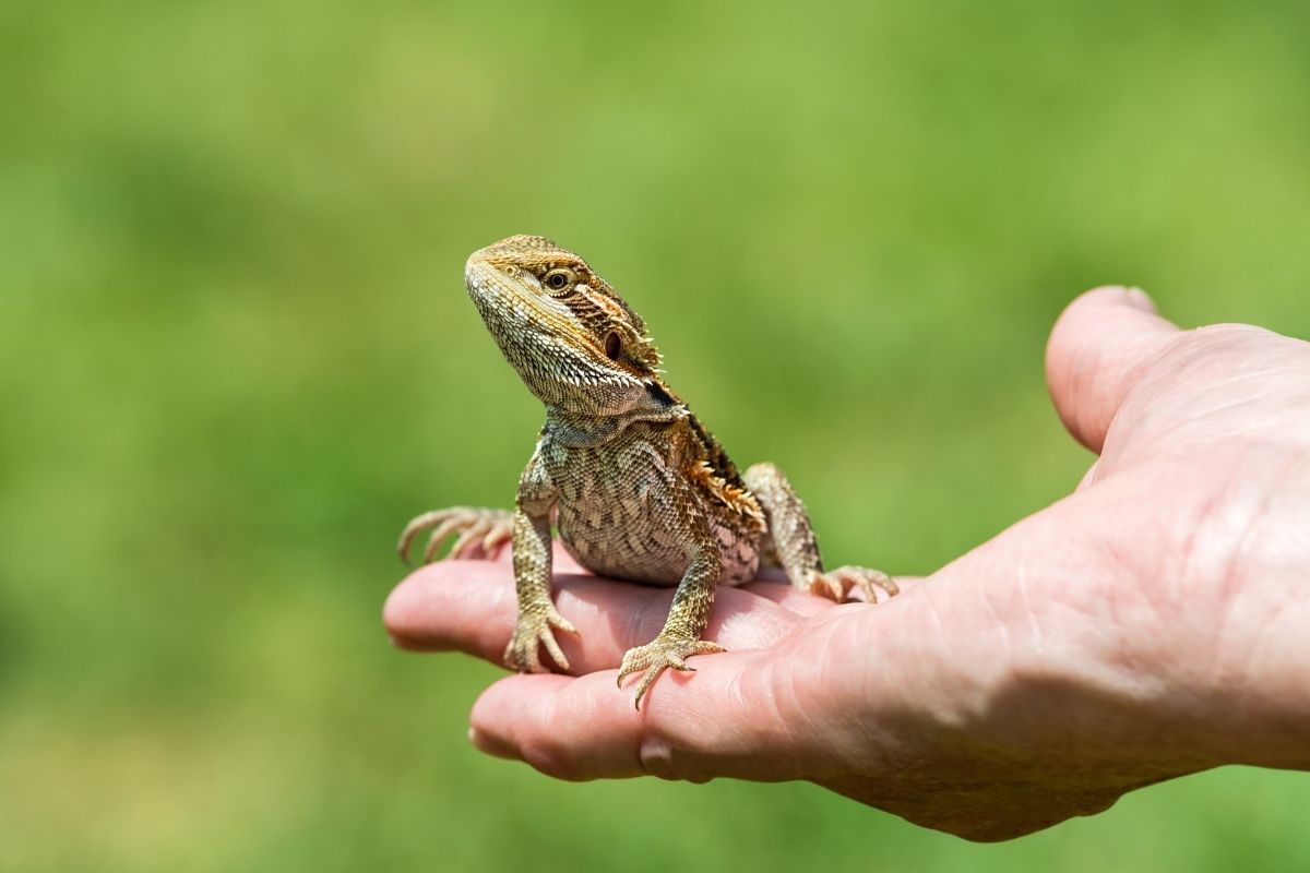 Bearded Dragon Observing Its Environment