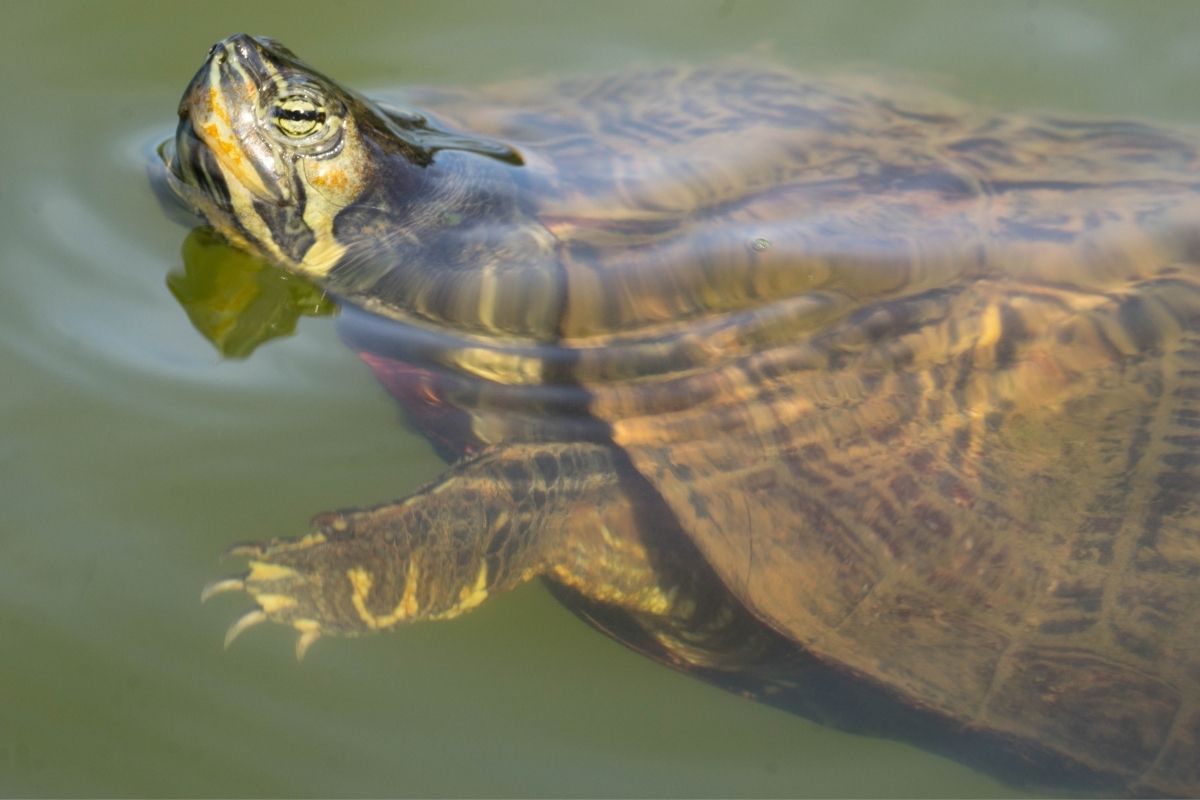 Chicken Turtle swimming in a pond