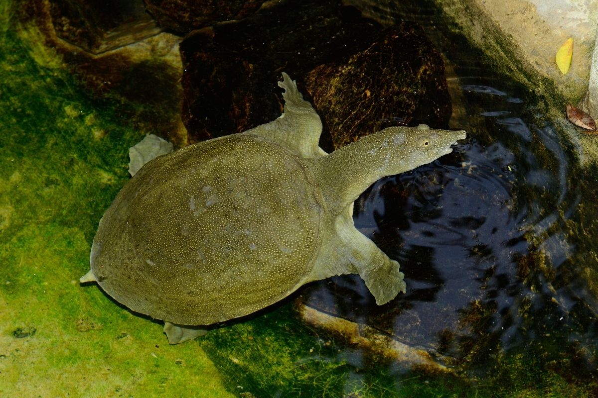 Chinese Softshell Turtle crawling