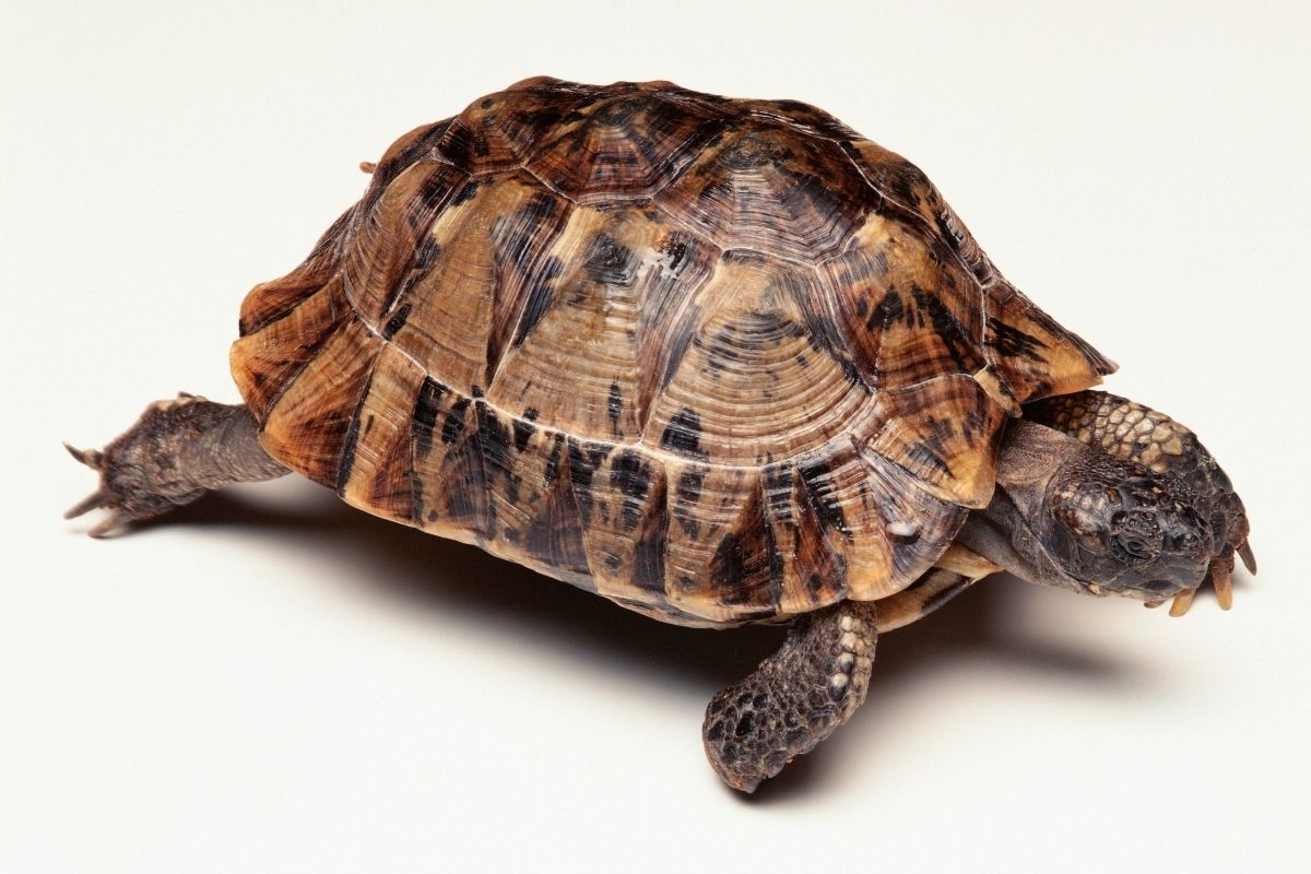 Coahuilan Box Turtle on white background