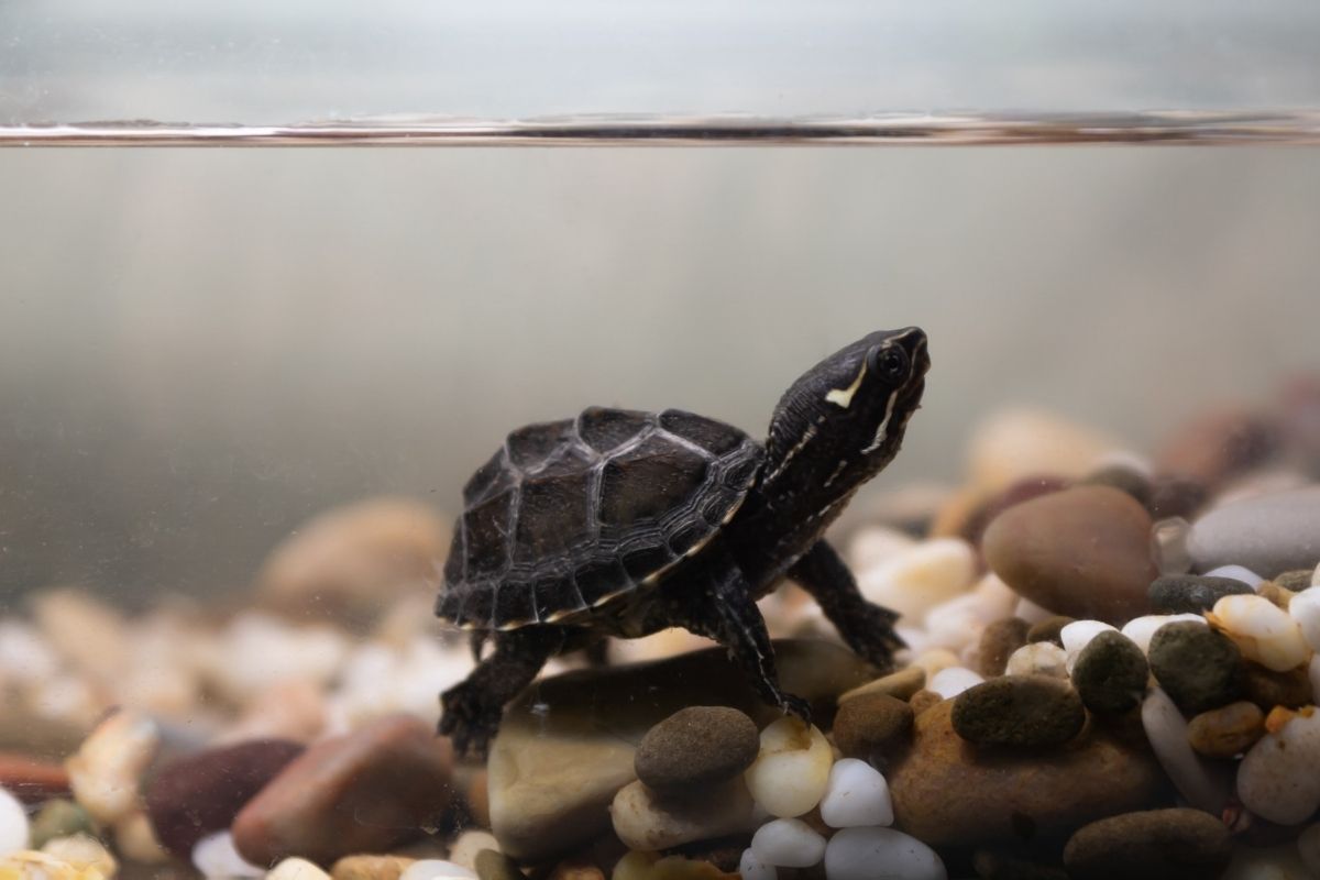 Common Musk Turtle in a tank