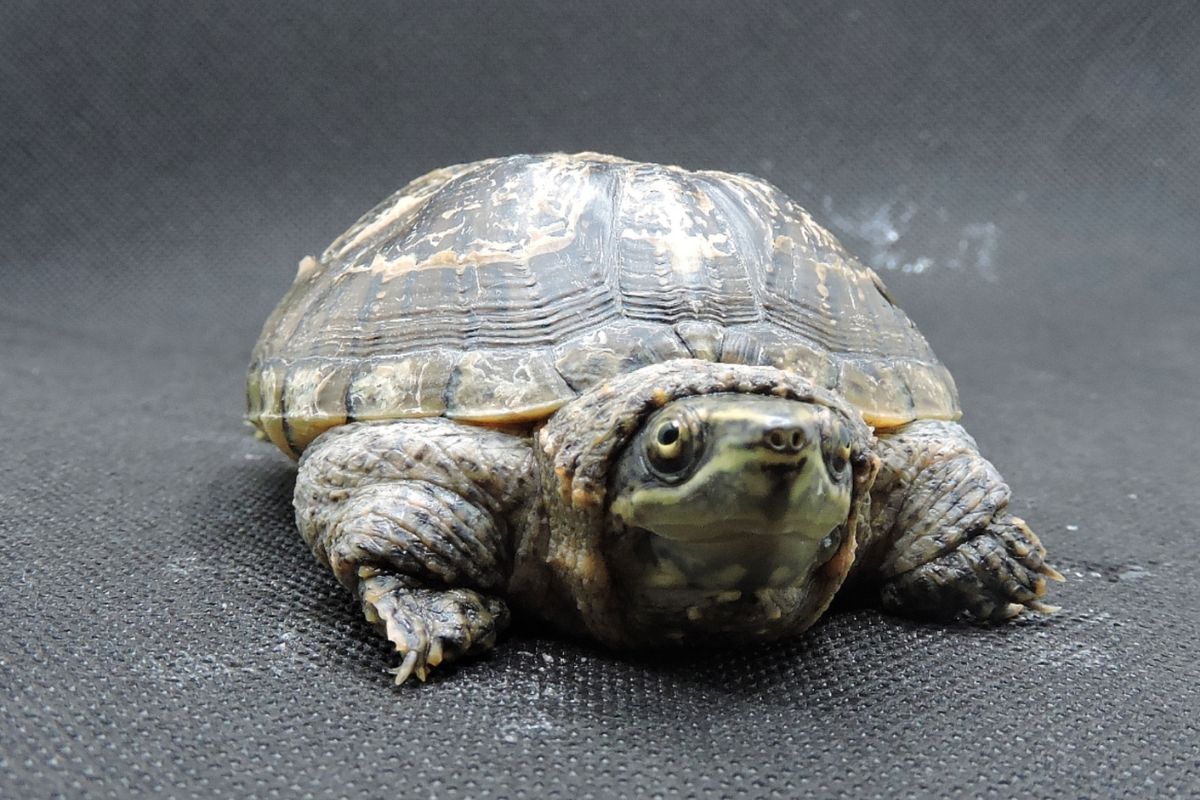 A portrait of Common Musk Turtle