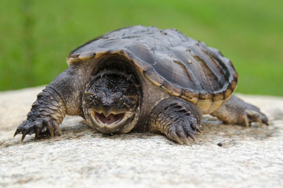Common Snapping Turtle on a rock