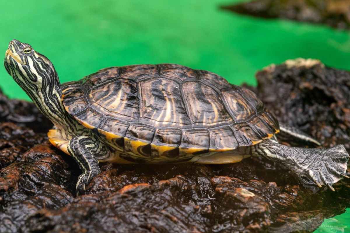 Cumberland Slider soaking up in the sun