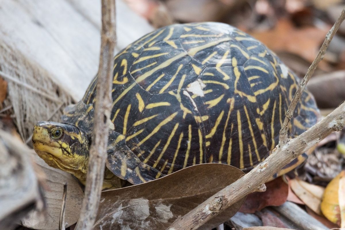 Desert Box Turtle in the twig
