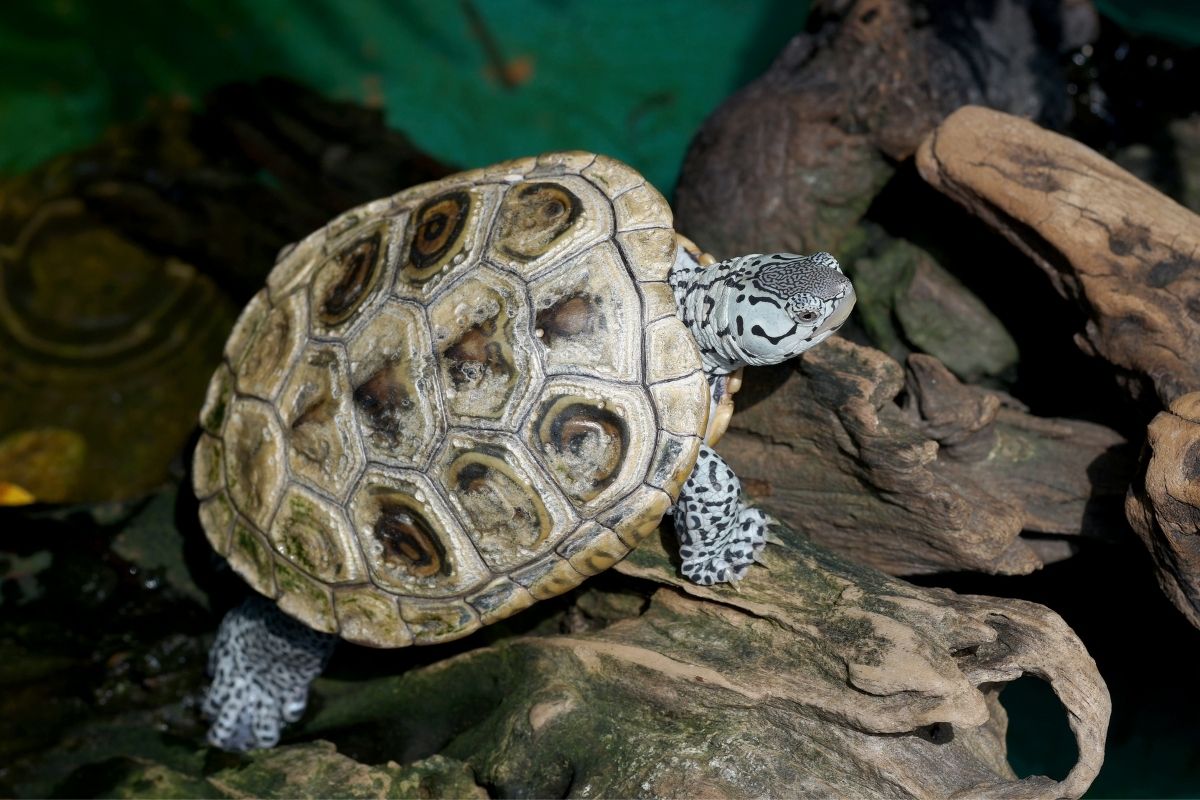 Diamondback Terrapin on wood