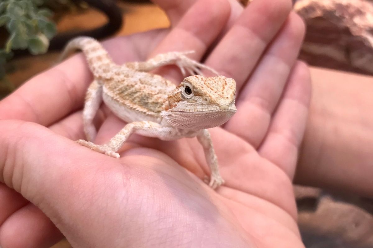 Baby Bearded Dragon Held By Hands