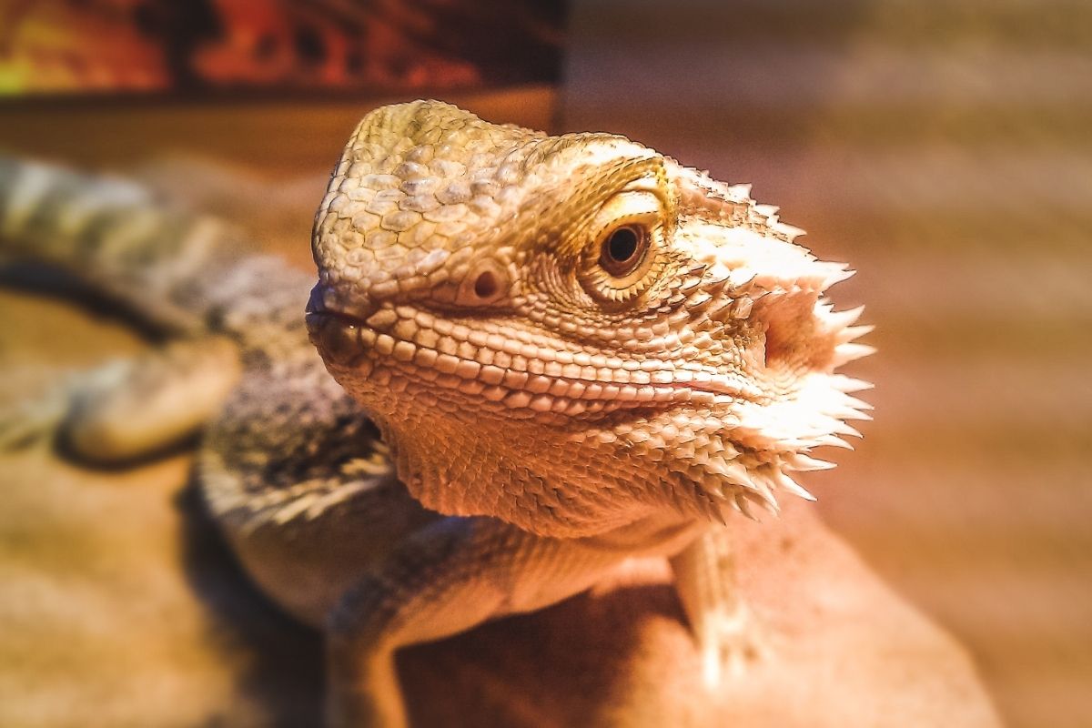 Curious Bearded Dragon
