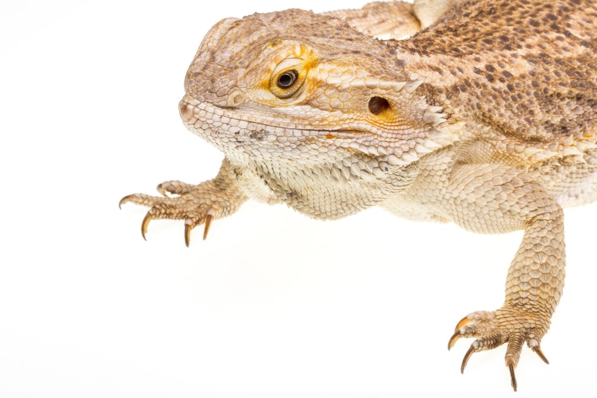 beard dragon in white background