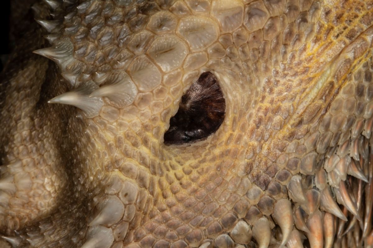 Do Bearded Dragons Have Ears? Everything You Need to Know!