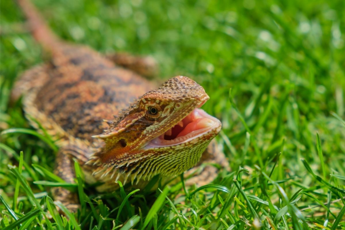 Orange Bearded Dragon With Its Mouth Open