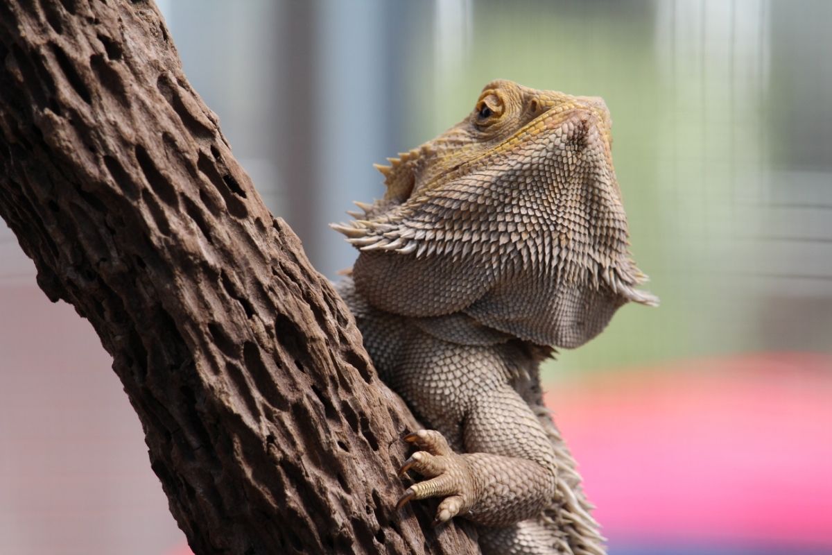 bearded dragon climbing a branch