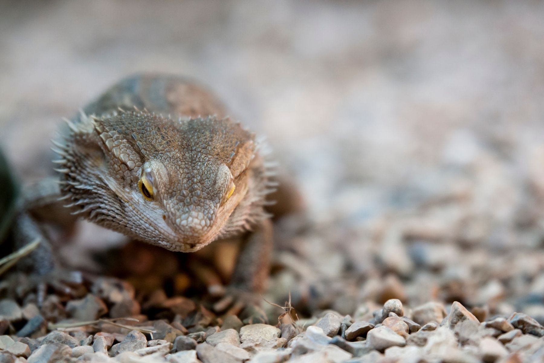 bearded dragon walking on gravel