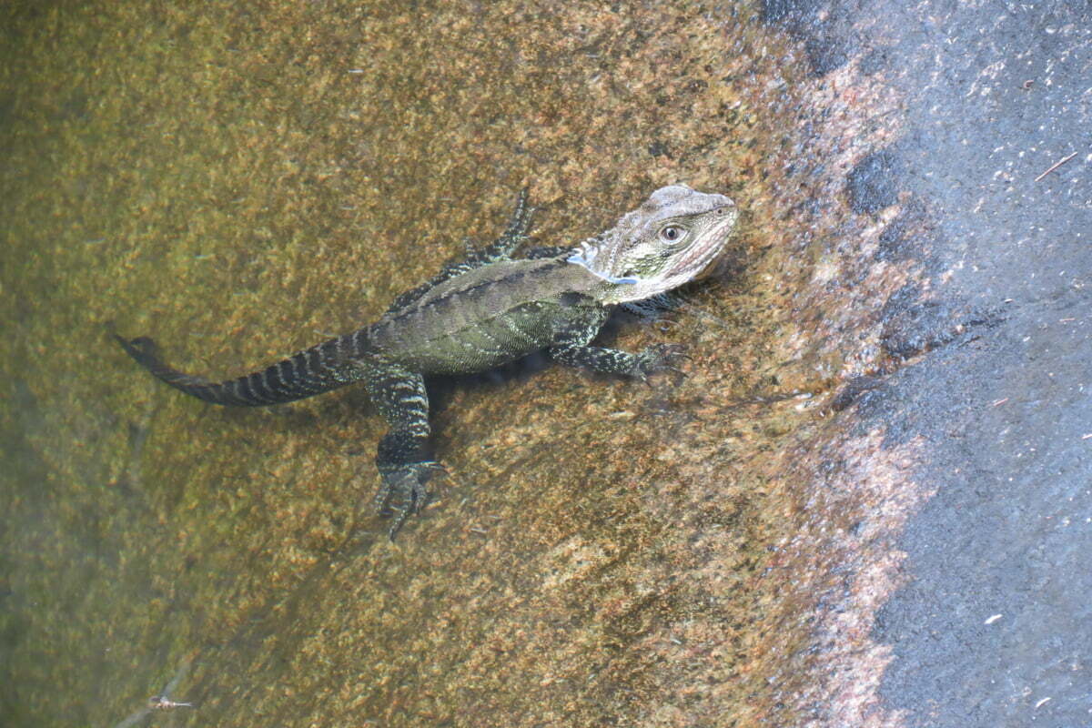 Do Bearded Dragons Swim