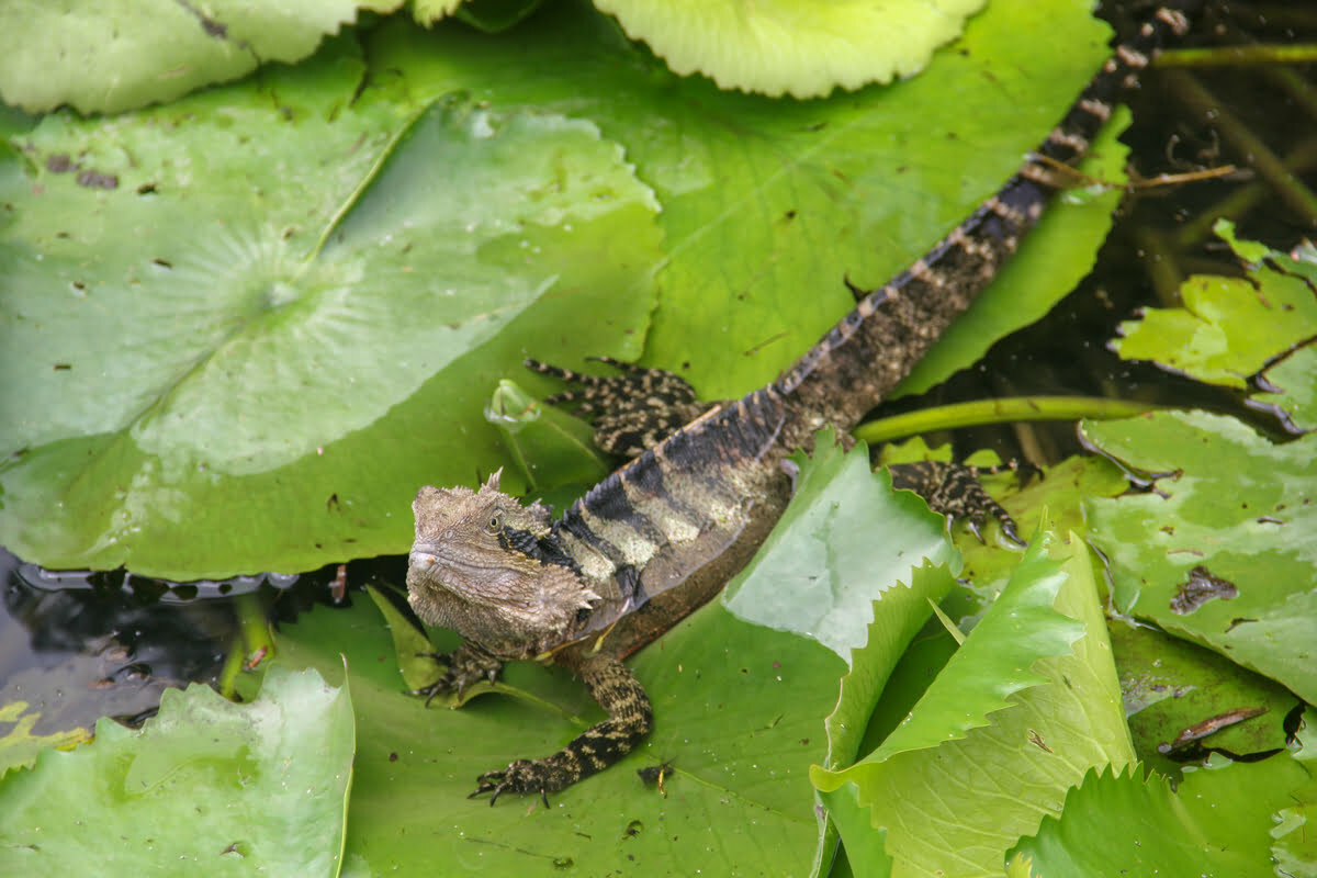 Bearded dragon swimming in a pond and resting on a water lily