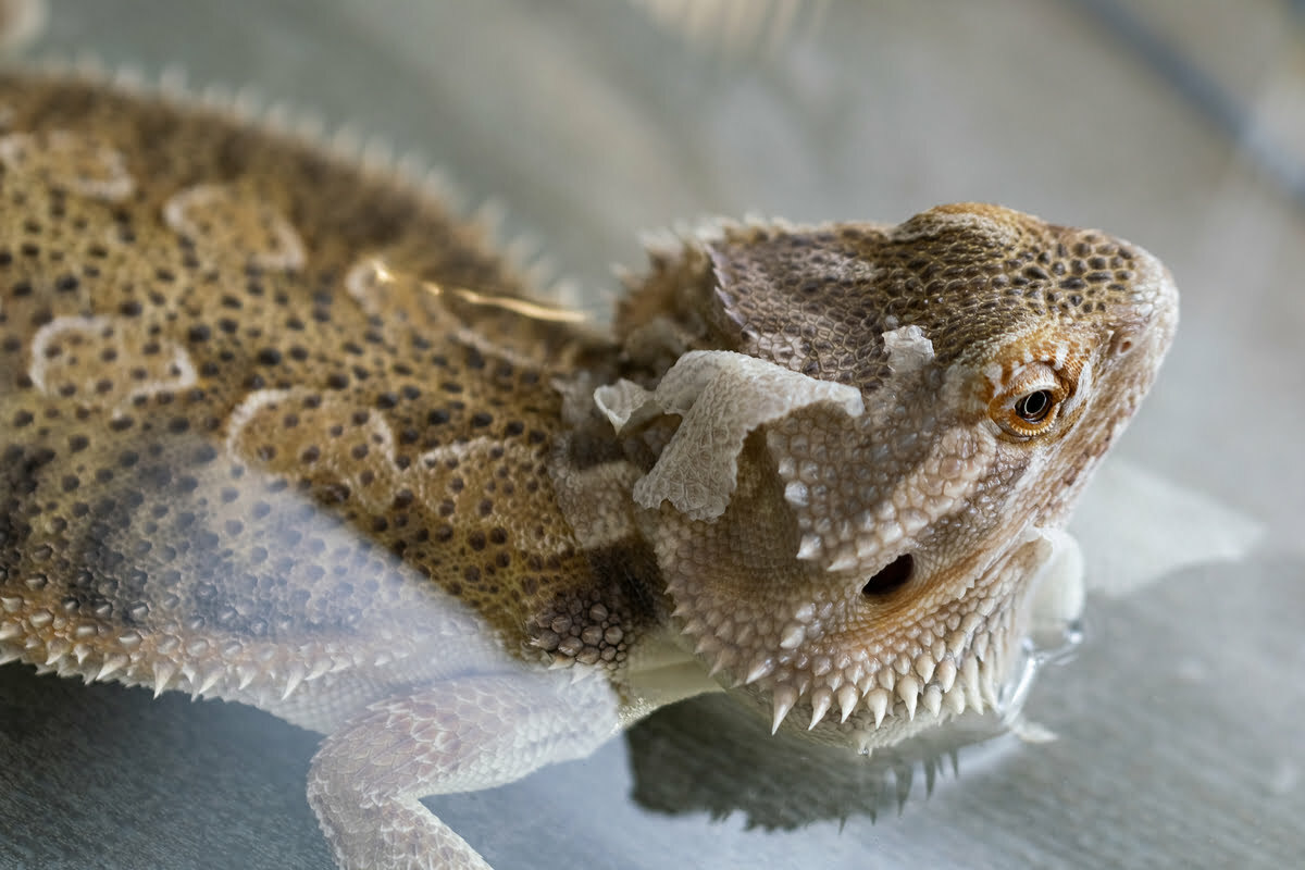 bearded dragon in water