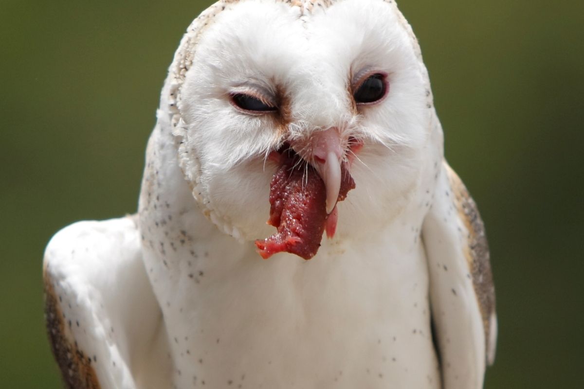 owl eating