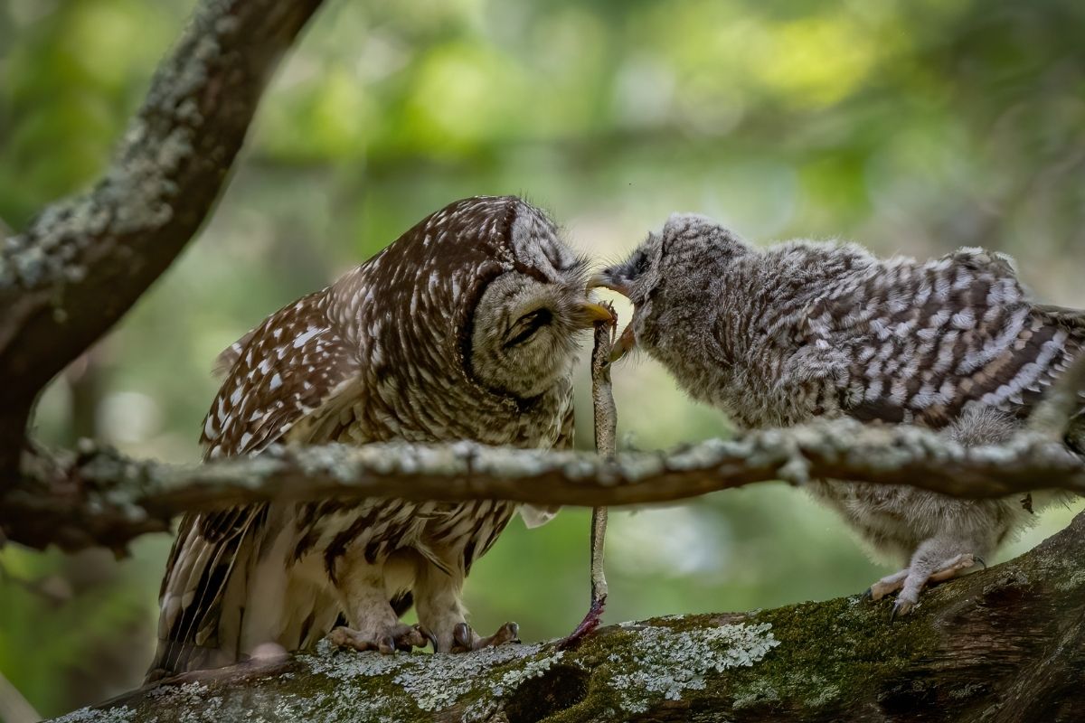 two owls eating snake