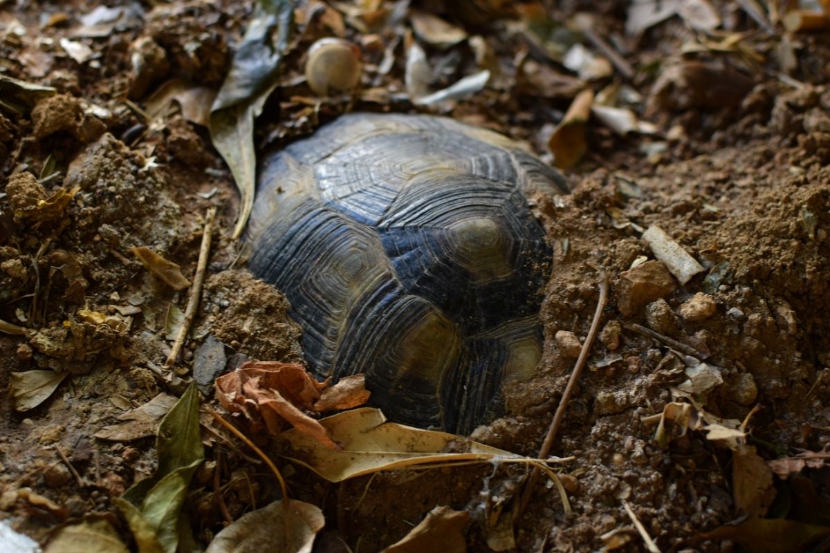 A turtle hibernating
