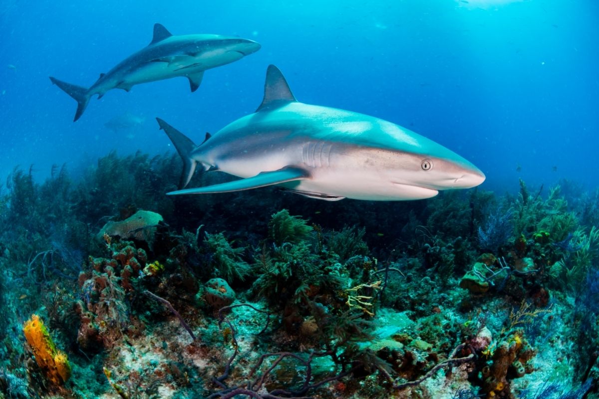 swimming white sharks