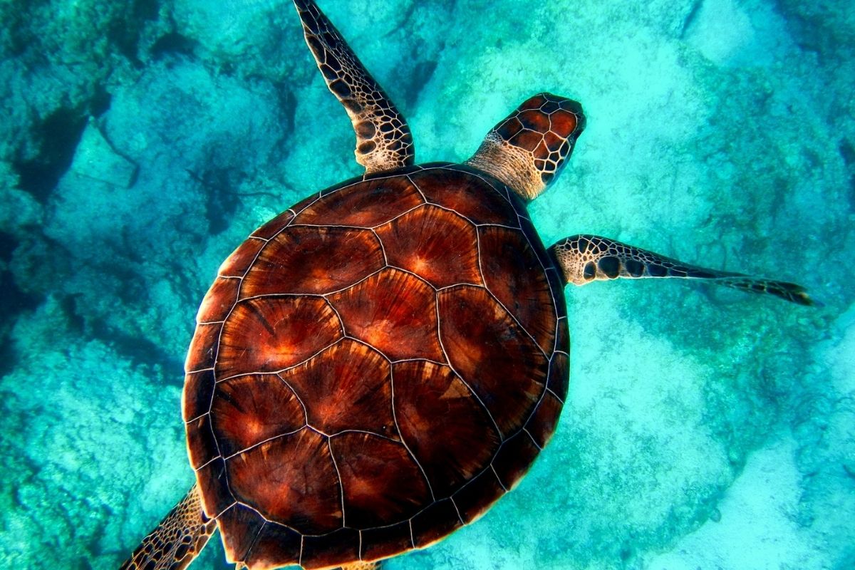 swimming turtle