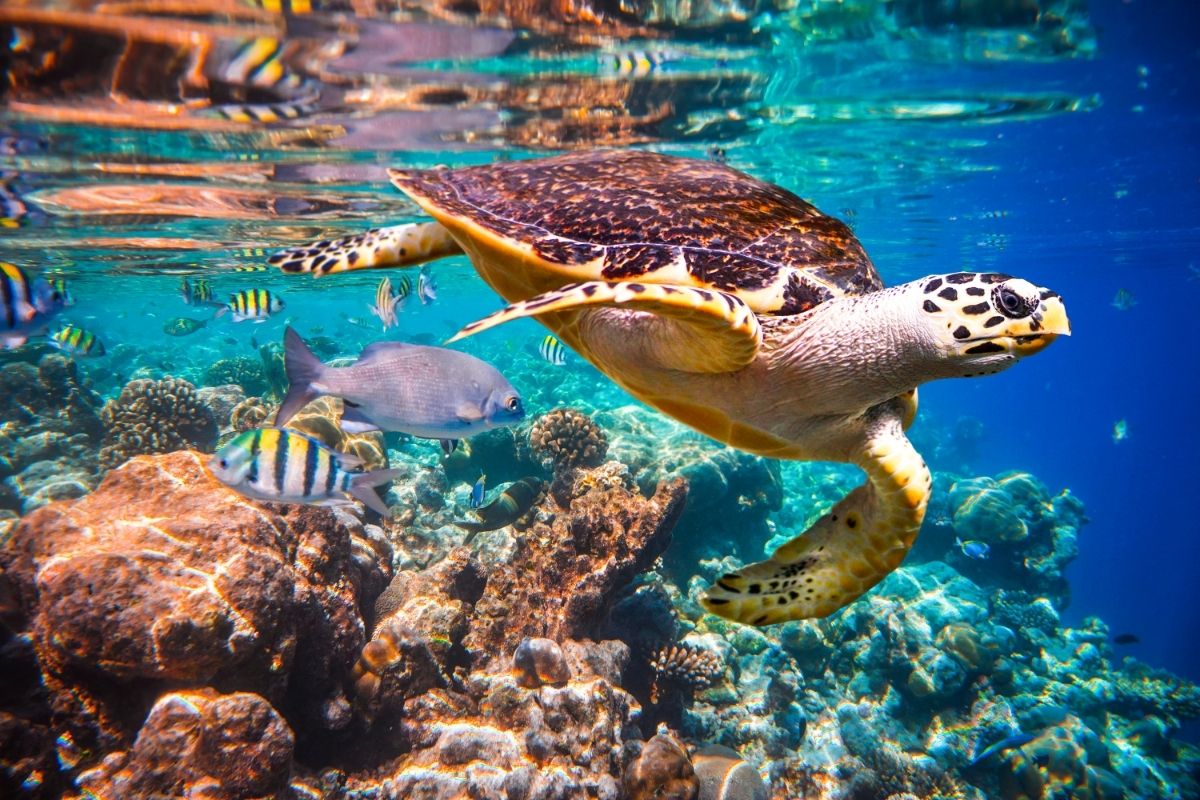 turtle under the sea