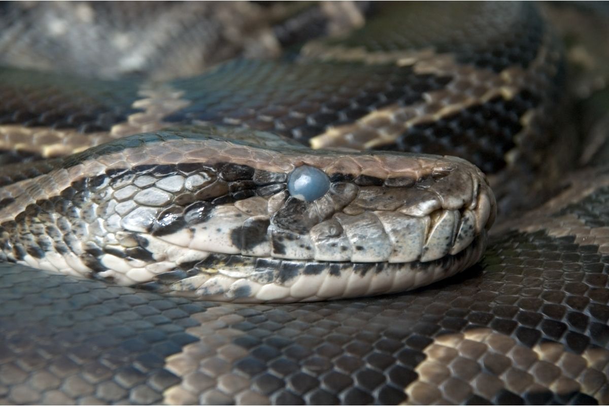 Sleeping Snake