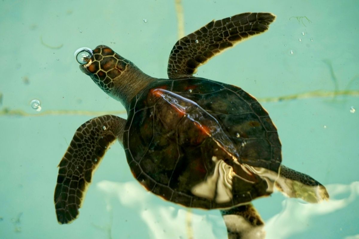 Turtle in pain