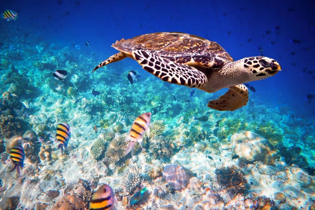 swimming turtle