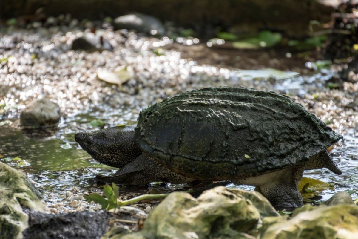 walking turtle