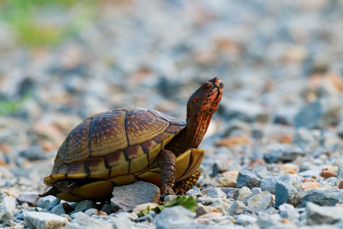turtle raising its head