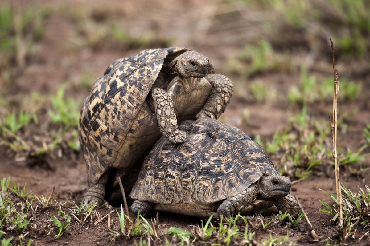two turtles mating