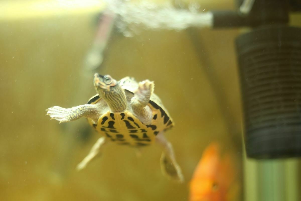 small turtle swimming in an aquarium