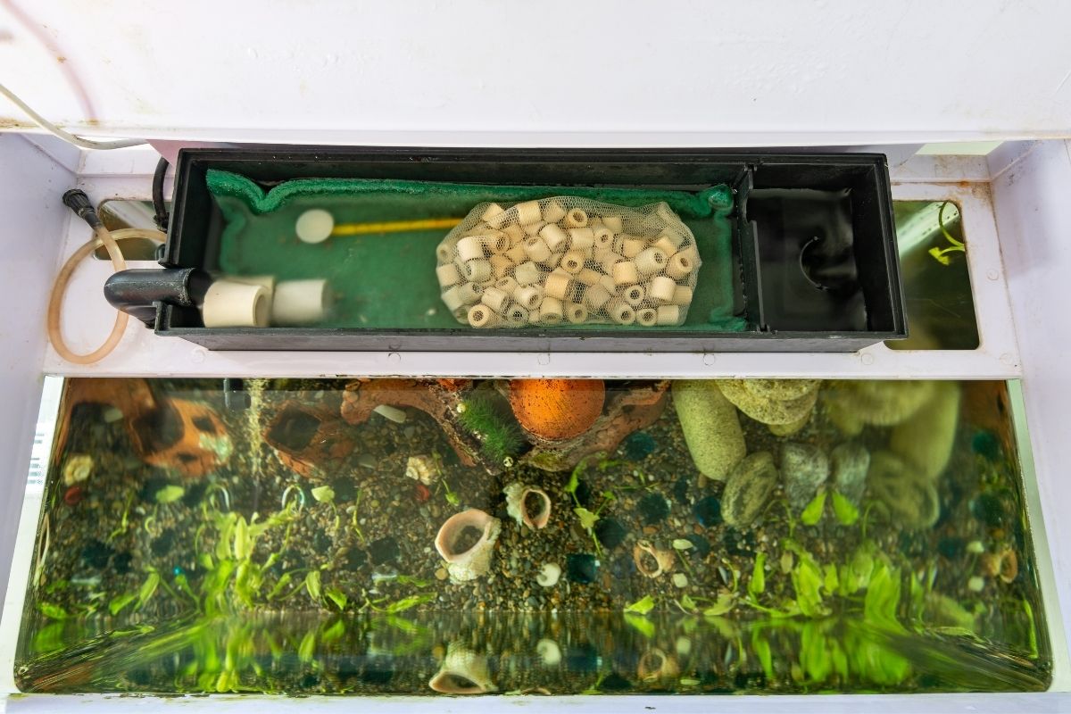aquarium with filter on top