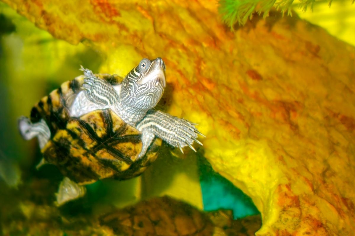 turtle swimming in a tank