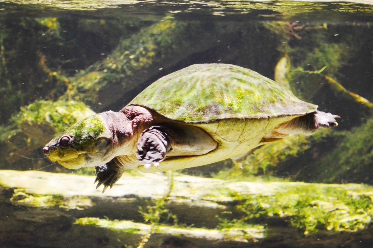 turtle in an aquarium