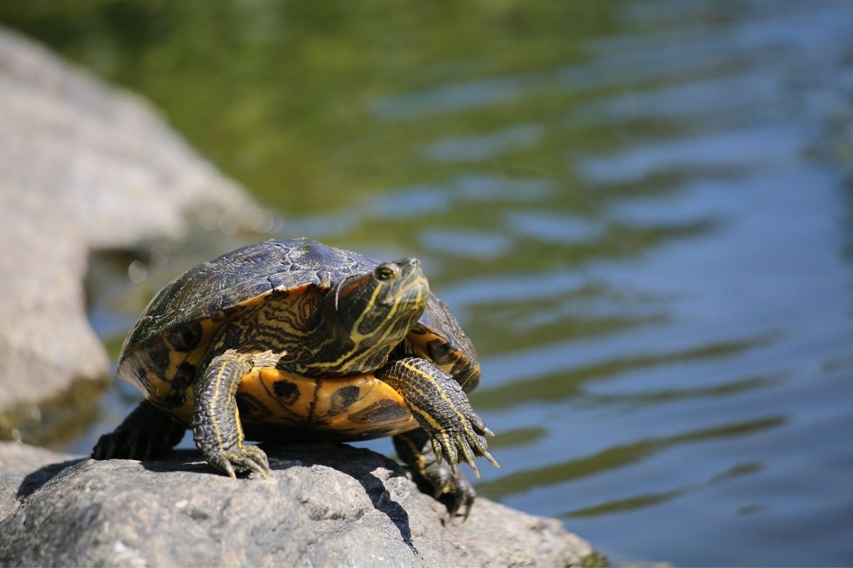 turtle standing on a rock