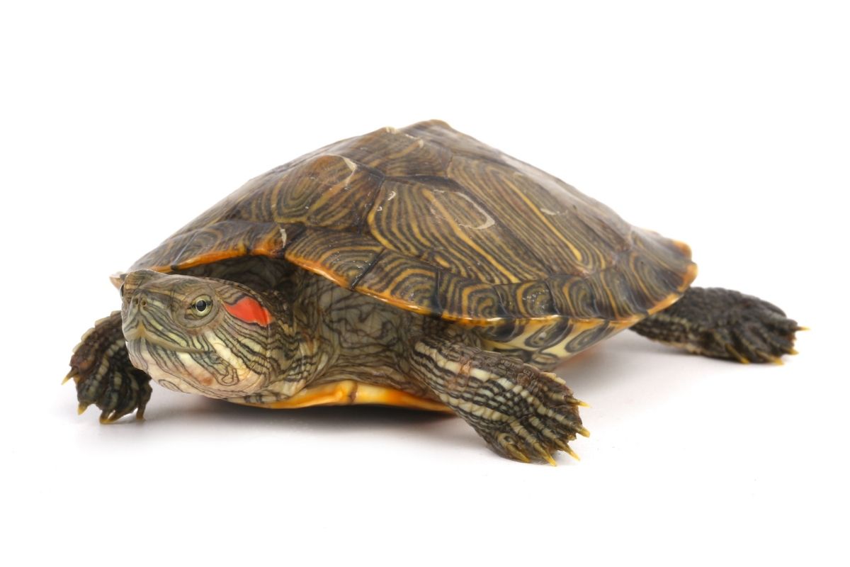 red-eared slider on white background